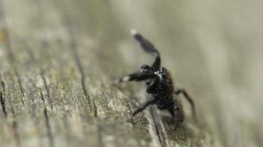 Zıplayan örümcek Euophrys ayaklarını hareket ettirerek tehlike konusunda uyarır, Alcoy, İspanya
