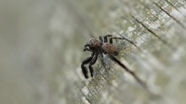 Zıplayan örümcek Euophrys sırtı bakır renkli saçlarla, Alcoy, İspanya