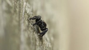 Zıplayan örümcek Euophrys kameraya bakar ve bacaklarını hareket ettirmek için yana döner, Alcoy, İspanya