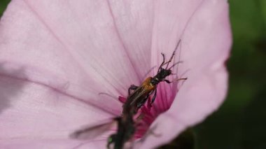 Oedemera nobilis ve Oedemera femorata arasındaki dövüş pembe sabah çiçeği Convolvulus althaeoides, Alcoy, İspanya