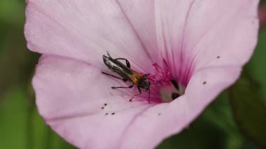 Oedemera femorata böceği pembe bir kar damlası yiyor Convolvulus althaeoides, Alcoy, İspanya