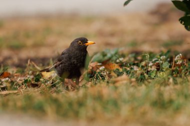 Blackbird Turdus Merula halka açık bir parkın çimenliğinde kameraya yan bakıyor, Alcoy, İspanya