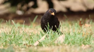 Karatavuk Turdus Merula halk bahçesinin çimlerinde yürüyor ve kameraya bakıyor, Alcoy, İspanya