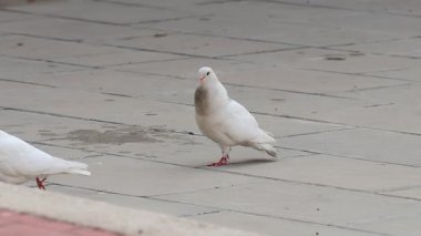 Beyaz güvercin Columba Livia Alcoy, İspanya 'da bir halk parkında çiftleşme veya kur yapma ritüeli gerçekleştiriyor.