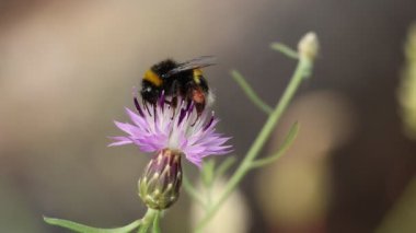 Bumblebee Bombus 'un terası çimenlerin arasından uçar Crupina Crupinastrum, Alcoy, İspanya