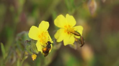 Andrena arısı Helianthemum nummularium çiçeğindeki turuncu polenle dolu ve İspanya 'nın Alcoy şehrinde çiftleşen bir İspanyol sineği tarafından işgal edilen bir çiçeğe doğru uçuyor.