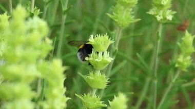 Yaban Arısı Bombası terası, kedinin kuyruğunun infloresansı (Sideritis angustifolia) arasında uçar ve nektarını yer, Alcoy, İspanya