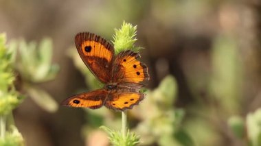 Beyaz bantlı kurt kelebeği (Pyronia bath seba) kanat çırparken kedi kuyruğu Sideritis angustifolia 'dan nektar yer, Alcoy, İspanya