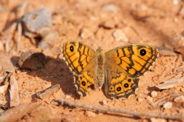 Duvar Kahverengi Kelebek Lasiommata Megera killi toprağa tünemiş, Alcoy, İspanya