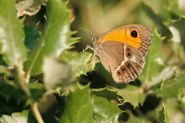 Pyronia bath seba kelebeği Quercus coccifera (kermes meşesi), Alcoy, İspanya