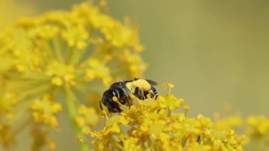 Andrena bee, İspanya 'nın Bocairent kentindeki Thapsia villosa bitkisinin enflasyonuyla çapraz olarak yürüyor ve yiyor.