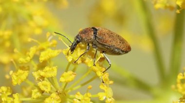 Thapsia villosa çiçeği yiyen böcek Mycterus Curculioides, Bocairent, İspanya