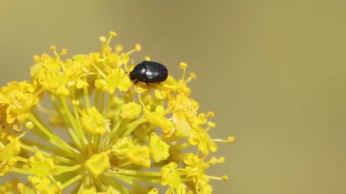 Böcek Apteropeda orbiculata Thapsia villosa bitkisi, Bocairent, İspanya üzerinde yürüyor