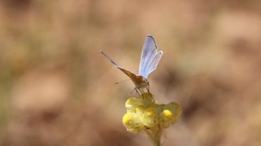 Kelebek Polyommatus 'un diğer bölgeleri açık kanatlarla görüldü. Helichrysum stoechas çiçeği, Bocairente, İspanya