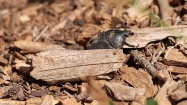 Bok böceği çürüyen odunların altından çıkar ve güneşte yürür, Bocairent, İspanya