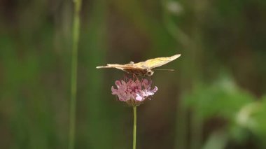 Lasiommata megera kelebek Fas şişe fırçası bitkisinin çiçeğinden nektar yiyor Sixalix atropurpurea, Bocairent, İspanya