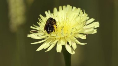Yaprak kesen arı Megachile centuncularis Urospermum dalechampii, Bocarent, İspanya