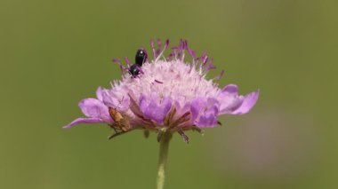 Apteropeda orbiculata böceği sinsice dolaşırken çizgili bir vaşak örümceğinin (Oxyopes salticus) yanında Scabious çiçeği yiyor, Bocairent, İspanya