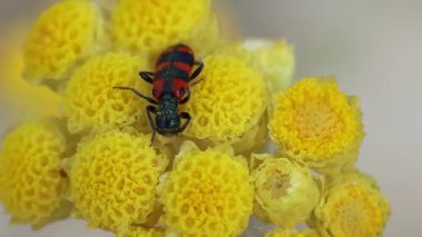 Damalı böcek Trichodes lökopside amaranth bitkisinin çiçeğinin üzerinde uyuyor Helichrysum stoechas, Bocairent, İspanya
