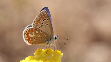 Polyommatus tersiteleri kelebeğin canlı mavi rengini gösteren kanatlarını açar, Bocairente, İspanya