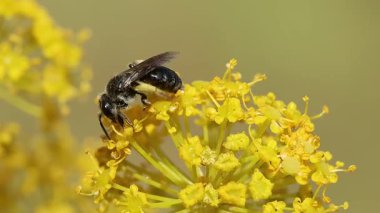 Andrena arısı, İspanya 'nın Bocairent kentindeki Thapsia villosa bitkisinin arasında uçuyor.