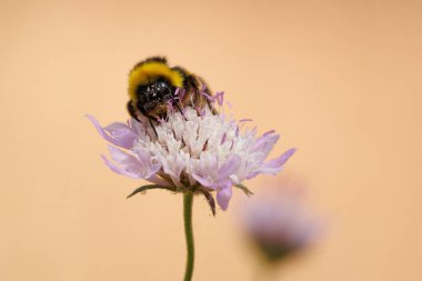 Küçük Uyuz (Scabiosa columbaria) çiçeği, Bocairent, İspanya