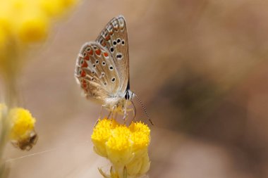 Sierra de Mariola Doğal Parkı, Bocairente, İspanya 'da bulanık bir geçmişi olan Polyommatus tersiteleri kelebeği.