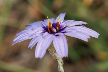 Tam olarak açılmış aşk çimleri (Catanche caerulea) çiçeği, Bocairent, İspanya