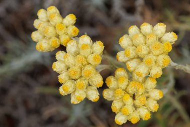 İlkbaharın sonlarında Helichrysum stoechas çiçekleri kuruyor, Bocairent, İspanya
