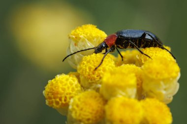 Heliotaurus ruficollis böceği, İspanya 'nın Bocairent kentindeki Helichrysum stoechas bitkisinin çiçekleri üzerinde.