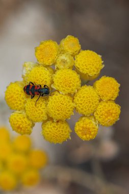 Damalı böcek Trichodes leucopside amaranth bitkisinin çiçeğinin üzerinde Helichrysum stoechas, Bocairent, İspanya