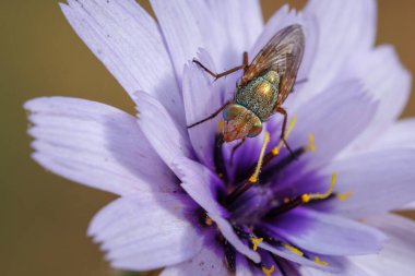 Sierra de Mariola doğal parkındaki Catanche caerulea çiçeği üzerine Uçan Rhyncomya Columbina, İspanya
