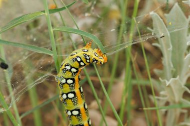 Hyles euphorbiae güve tırtıl yiyen ot, Bocairent, İspanya