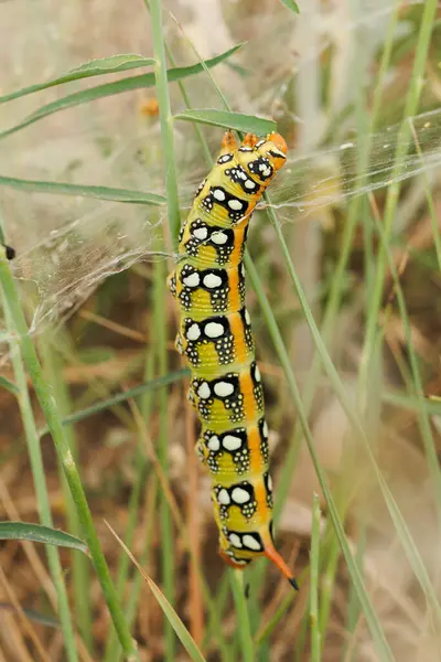 Hyles euphorbiae güve tırtıl yiyen ot, Bocairent, İspanya