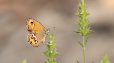 Coenonympha dorus kelebeği acemice Sideritis tragoriganum, Alcoy, İspanya 'ya tırmanır.