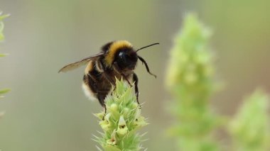 Bumblebee Bombus terası sabah uyandıktan hemen sonra sakar ve tuhaf hareketlerle Sierra de Mariola Doğal Parkı, Alcoy, İspanya