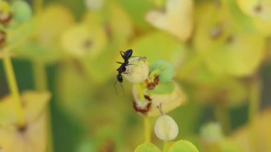 Siyah bahçe karıncaları (Lasius niger) antenlerini bir Euphorbia paralias bitkisi olan Alcoy, İspanya üzerinde hareket ettiriyor.
