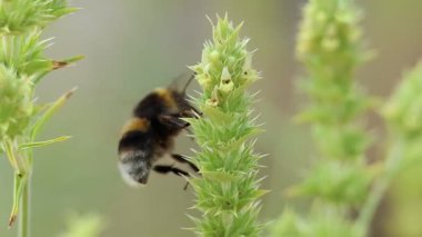 Bumblebee Bombus terası sabah uyandıktan hemen sonra sakar ve tuhaf hareketlerle Sierra de Mariola Doğal Parkı, Alcoy, İspanya