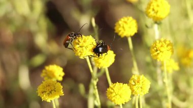 Kırmızı Cerambycid böceği (Stictoleptura rubra), Böcek Heliotaurus ruficollis 'i Santolina chamaecyparissus, Alcoy, İspanya' ya davet eder.