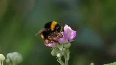Bumblebee Bombus lucorum böğürtlen çiçeği Rubus ulmifolius uçup gidiyor, Alcoy, İspanya