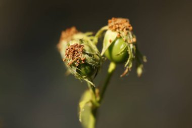 Rosa Elenteria çalılığından olgunlaşmamış gül ağacı meyvesi ve negatif alan, Alcoy, İspanya
