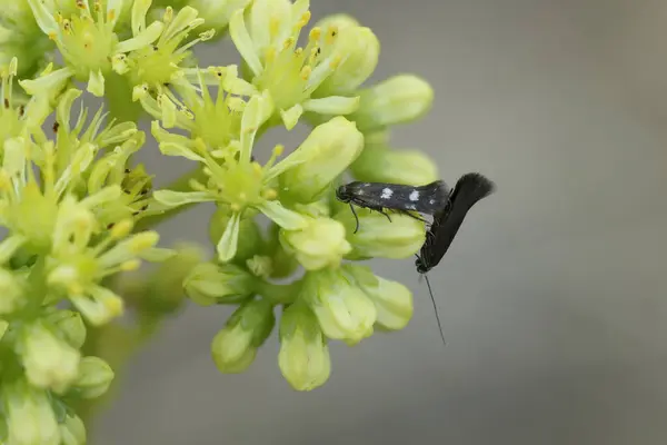 Heliozela resplendella güve çiftleşmesi Sedum tortusu (Shepherd 'ın üzümü) şişirme, Alcoy, İspanya