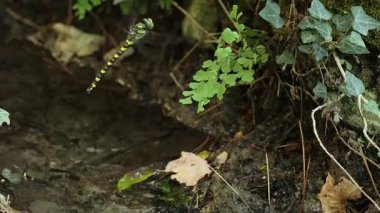 Kaplan yusufçuğu Cordulegaster Boltonii Adiantum kapilos-veneris 'in yanına yumurtalarını bırakıyor Alcoy, İspanya' da bir dereye.