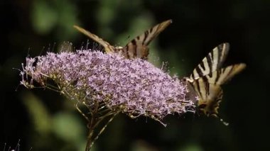 Trachelum caeruleum çiçeği üzerinde iki Papilio machaon kelebeği, Alcoy, İspanya