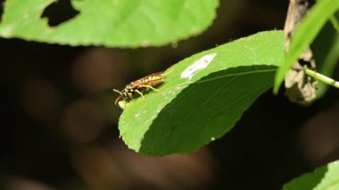 Eşekarısı bir yaprağın üzerinde yürür ve uçar gider, Alcoy, İspanya