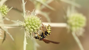 Avrupa kağıt yaban arısı (Polistes dominula) paniğe kapılan Eryngium campestre, Alcoy, İspanya 'nın nektarından beslenir.