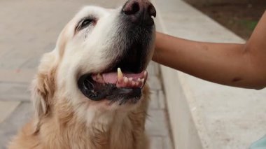 Golden retriever kafa vuruşlarından hoşlanıyor, Alcoy, İspanya