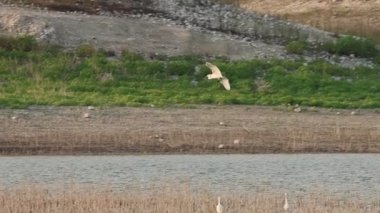 Egretta Garzetta, İspanya 'daki Beniarres rezervuarının kıyısına ölü bitki örtüsünün arasına indi.