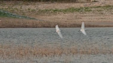 İspanya, Beniarres rezervuarında Egretta Garzetta 'nın takibi.
