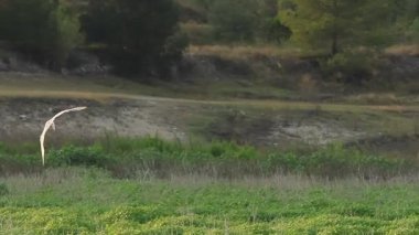 Üç kişilik Egretta Garzetta grubu, Beniarres, İspanya 'ya inmeden önce havada oynuyorlar.